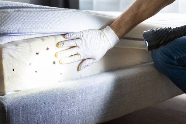 Best Flea Control Services  in Richton, MS